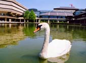 A swan at The National Archives