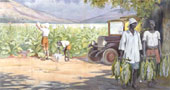 Tobacco plantation in Southern Rhodesia. Cat ref: CO 956/90