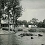 Village pond in the Panjab (INF 10/261)