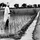 Indian farmer Jaleh Singh among his rice fields and sugar cane (INF 10/137)