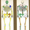 Diagram of skeletons of Ruth Fuerst and Muriel Eady, found in Christie's garden in London, colour-coded to indicate location of each bone. Catalogue reference: DPP 2/2246 Pt.4