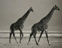 Go to: Africa through a lens