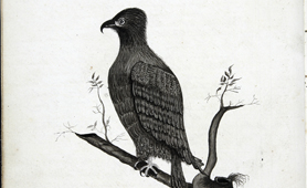 Sketch from a Royal Navy journal (catalogue reference: ADM 55/99 f49v)