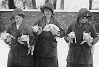 A photo of the members of the Women's Land Army with piglets, Catalogue reference: MAF 59/3