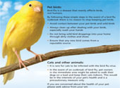 Bird influenza poster