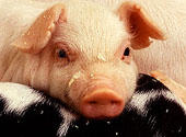 Image of a piglet