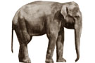 Elephant. Cat ref: COPY 1/394
