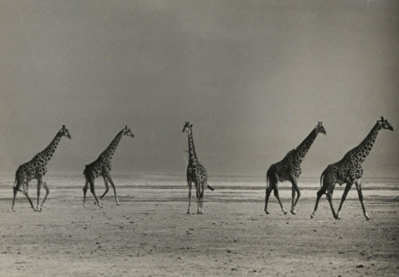 Image from a collection of loose prints produced by the Tanganyika Public Relations Department (late 1950s) - Catalogue reference: CO 1069/157