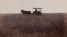 Natural prairie grass