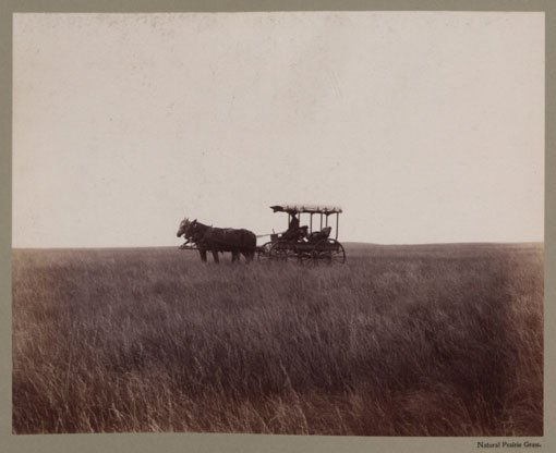 Natural prairie grass. Catalogue reference: CO 1069/274
