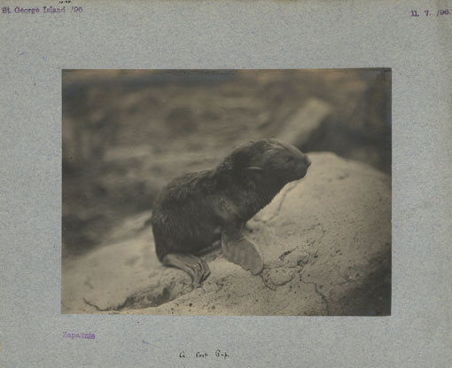 A lost pup in Zapdni Bay, St George Island, 1896. Catalogue reference: CO 1069/275
