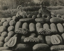 Donner melon patch on Durham state settlement, California