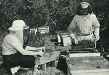 Bee keeping. Ontario produces most of Canada's honey. Beeswax is used in making candles, lipsticks and other products. Many plants depend on bees for cross-pollination. Canada 1963