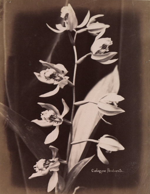 Coelogyne Pandurata, Malaysia, 1860-1900. Catalogue reference: CO 1069/484