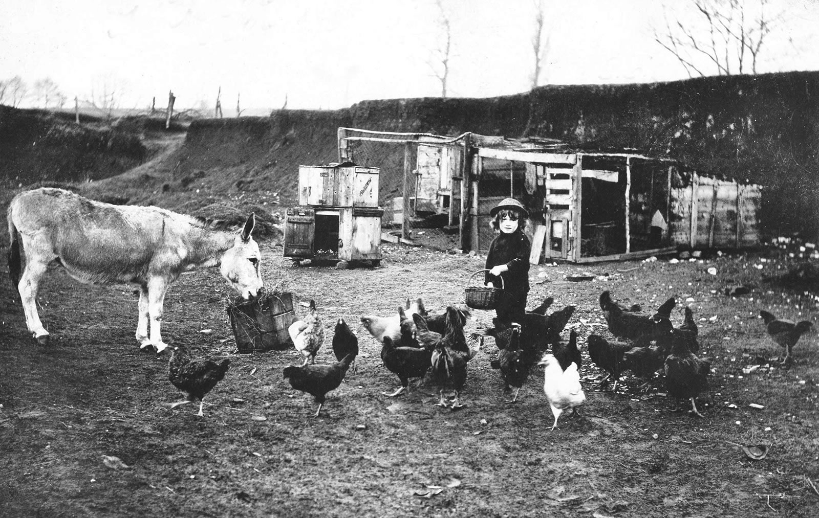 Image of a black and white photograph of a young boy feeding a group of chickens in a farmyard