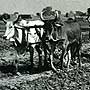 Ploughing in the Panjab (INF 10/261)