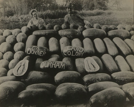 Donner melon patch on Durham state settlement, California. Catalogue reference: CO 1069/288