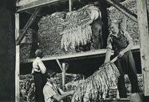 Bailing tobacco. After the 'sticks' of tobacco have been cured, the leaves are sorted, graded and tied into 'hands' for bailing. Canada 1963