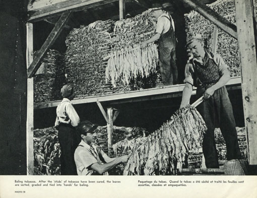 Bailing tobacco. After the 'sticks' of tobacco have been cured, the leaves are sorted, graded and tied into 'hands' for bailing. Canada 1963. Catalogue reference: CO 1069/295