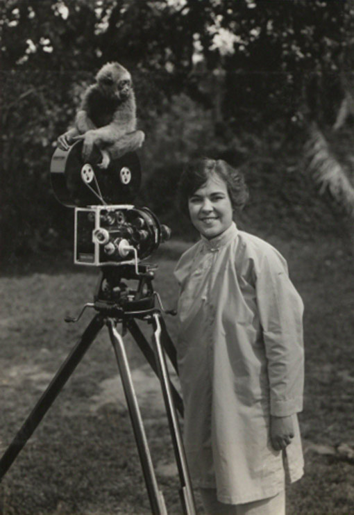 A young gibbon sits on a camera, Sabah, Malaysia, 1921. Catalogue reference: CO 1069/530