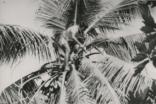 A toddy cutter collecting the sap from a coconut tree, Kiribati. Catalogue reference: CO 1069/645
