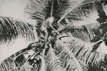 A toddy cutter collecting the sap from a coconut tree, Kiribati Catalogue reference: CO 1069/645