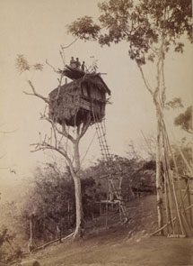 Tree house, Koiari village, Papua New Guinea. Catalogue reference: CO 1069/658