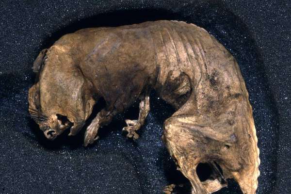 A photograph of a deceased rat. It is curled up against a blue background and looks mummified.