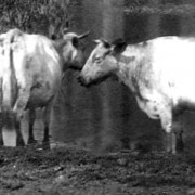 COPY1-376 close-up of cattle