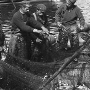 COPY1/490 (384) Close up of the men with the nets and the fish