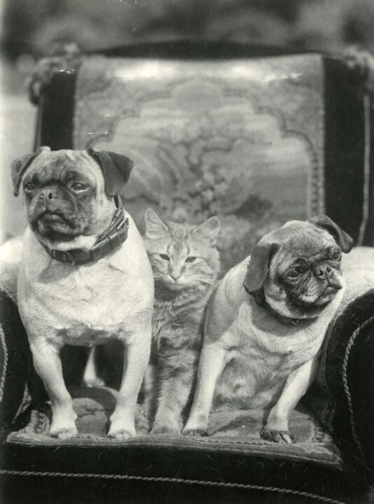 Two pug dogs with collars and a cat in between sit together, posing in an upholstered, wing backed armchair.