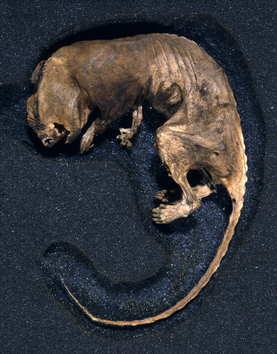 A dried rat corpse placed inside a storage box.