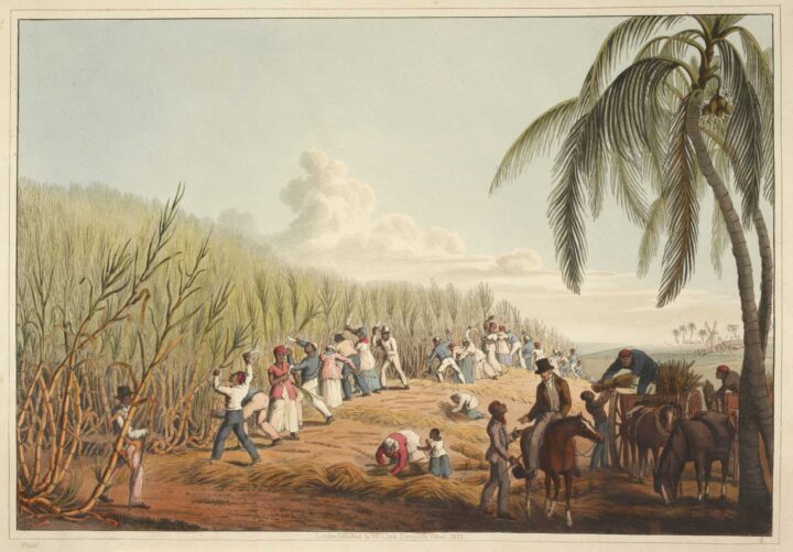 An image in colour shows two groups of male and female enslaved people cutting sugar cane growing in a large field. In the foreground, underneath a palm tree, a manager sits on a horse and is talking to one of the groups’ overseers who is a man of colour. Behind them three men are loading a cart with cut sugar cane. A man, woman and small child are working on the ground nearby, possibly gathering the cut sugar cane. 