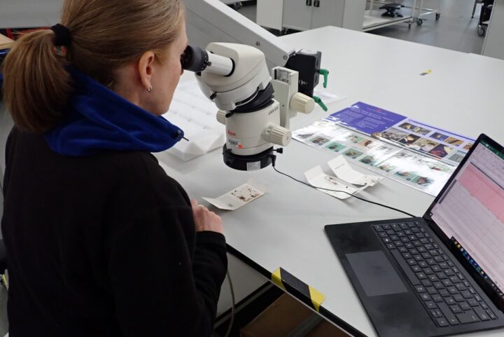 A member of staff looks through a microscope to identify pests caught in a sticky trap.