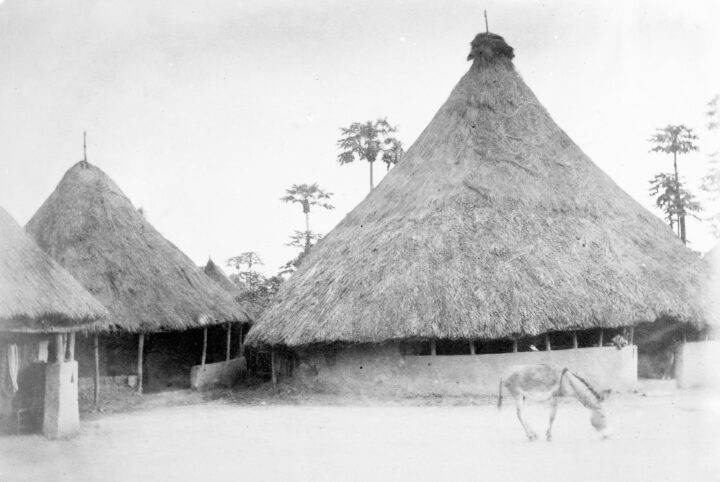 Black and white photo of two large round thatched huts. A donkey grazes outside.