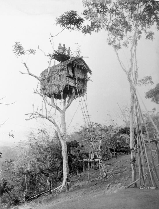 Black and white photograph of a group of people standing on top of a wooden house built in the crown of a very tall tree. A long ladder stretches from the ground to the house.