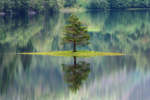 Image of a tree on an island on a lake. The tree is reflected in the water of the lake.