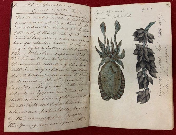 Open pages of a notebook, with handwritten notes on the left page, and watercolour illustrations on the right page.