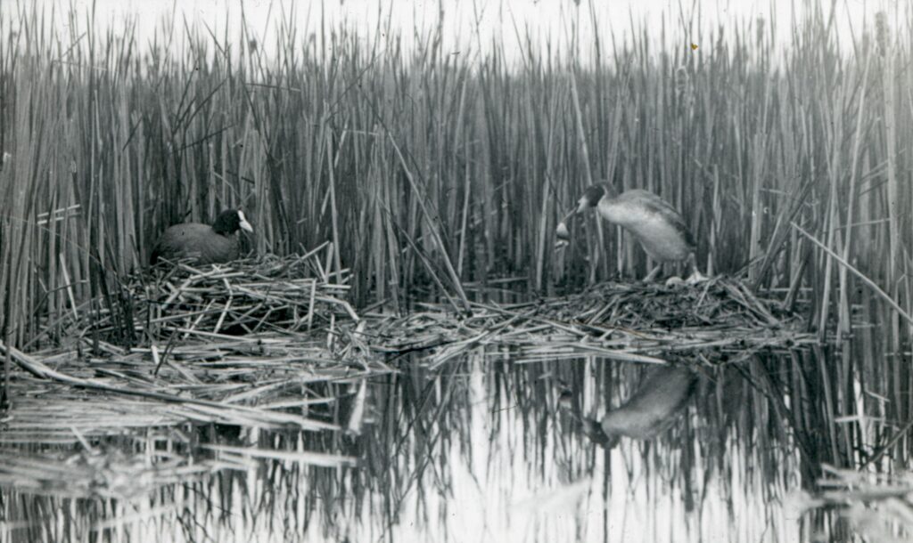 Black and white photo - a surface of water in the foreground, with a thick reedbed in the background. In the midground is an adult coot on a nest on the left, and a great crested grebe on a nest on the right. The two birds are facing each other