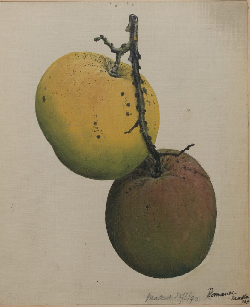 Botanical colour illustration of two mangoes on a stem, one yellow/green and one red/green