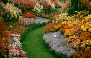 Suttons floral display at the Chelsea Flower Show, 1958 – a grass bath runs through beds containing a vast variation of flower types.