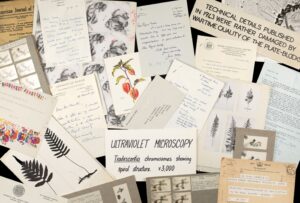 A collage of documents and illustrations of Irene Manton’s work.