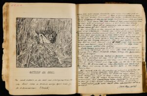 An open double page spread of Ted Ellis’s 1926 nature journal. The extract recounts part of a nature walk, taken with a Mr Brook on 18 May 1926 in search of a bittern’s nest ‘out Belton way’. The drawing, by Ted, is of a photograph taken by Mr H. Boardman in 1926.