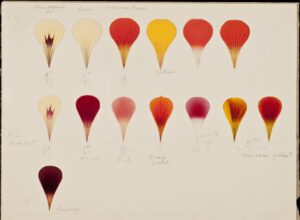 A sketch of variegated petals in different shades of red, yellow and orange. Hand written annotations are also included.